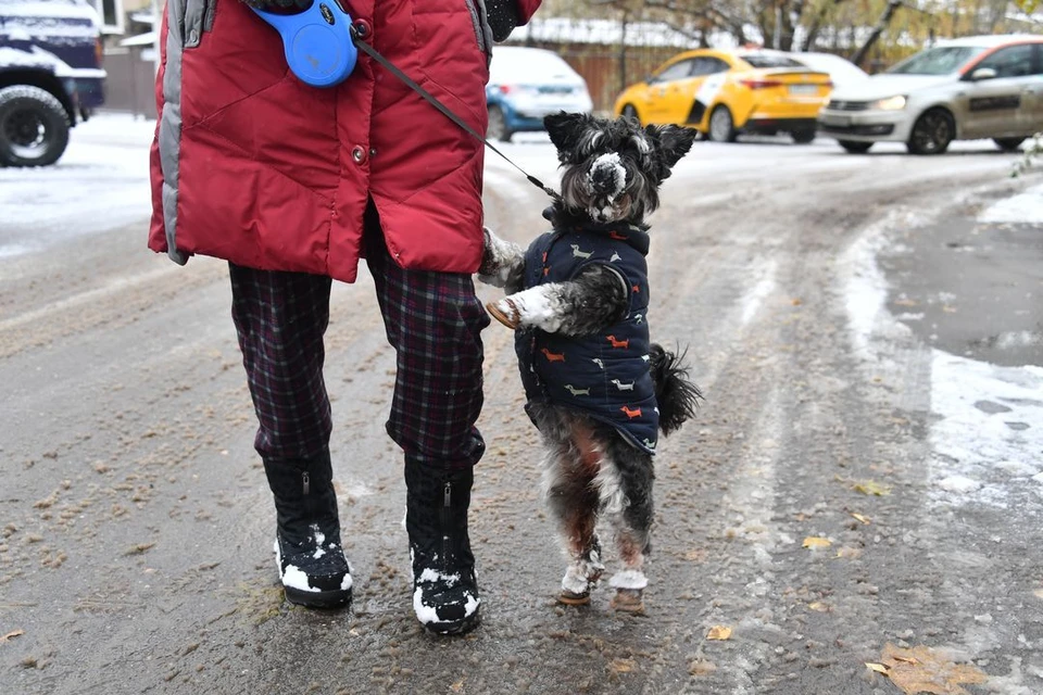 Аэропорт Сочи ищет пассажира, который возьмет с собой в Новосибирск собаку Фанту.
