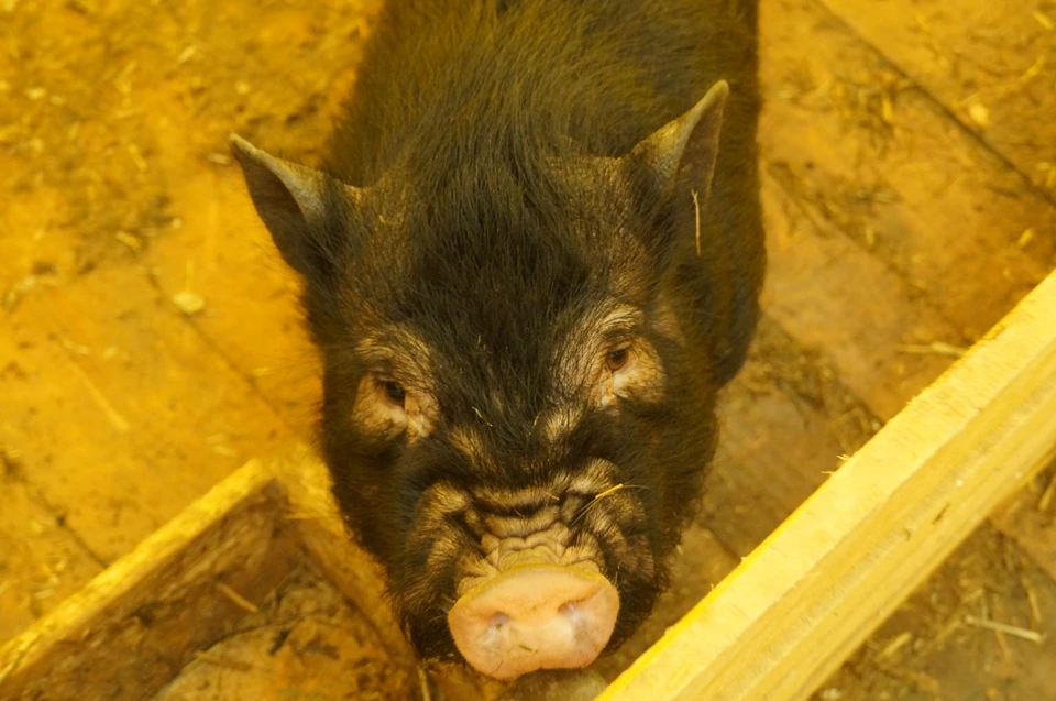 В Югорске выявлен вирус африканской чумы у свиней
