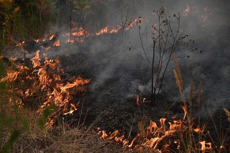 В ЕАО действуют строгие штрафы за посещение лесов в пожароопасный период