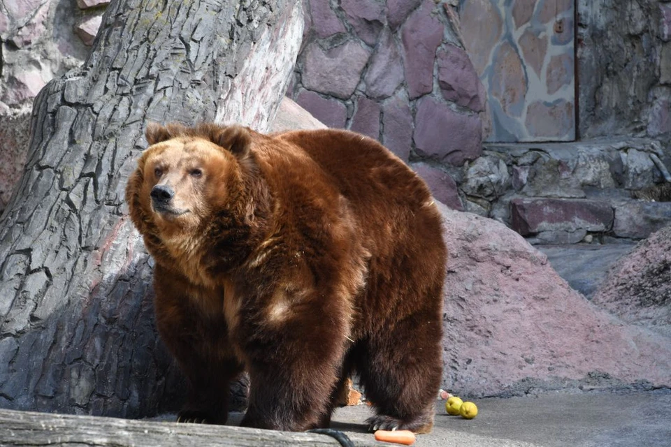 В Новосибирске завершили поиски медведя в Заельцовском бору.