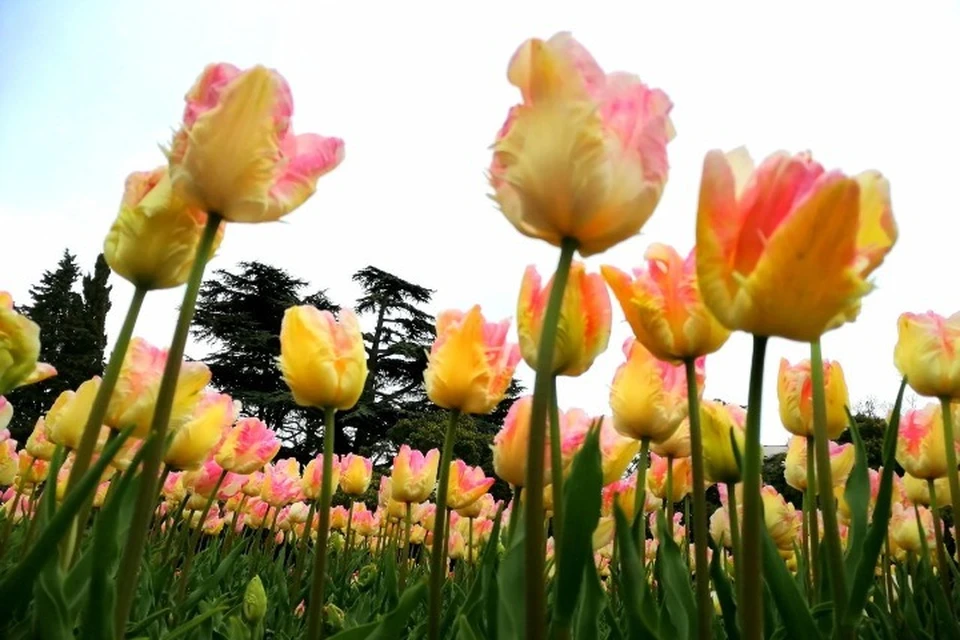 В Никитском саду можно увидеть свыше 150 сортов тюльпана.