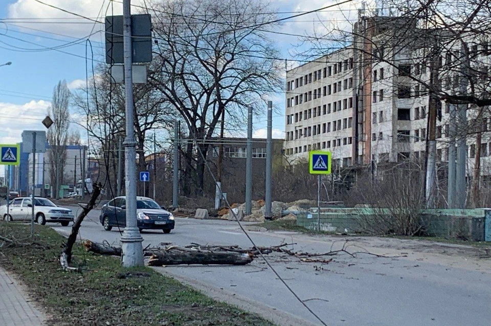 Сильный ветер повалил дерево на дорогу в районе ЛТЗ в Липецке