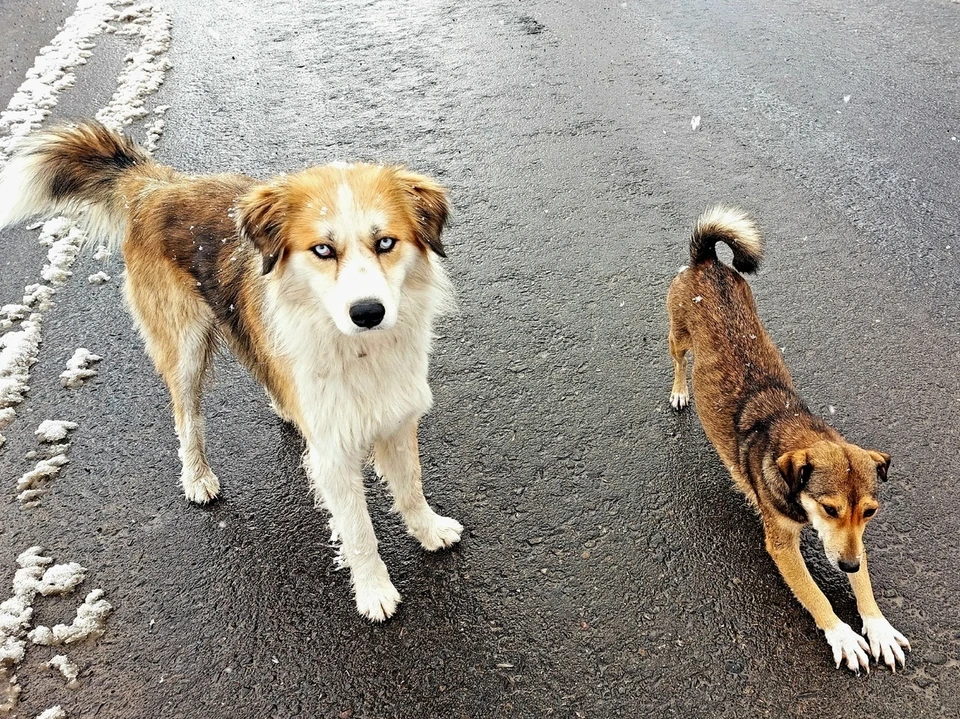 В Коми бродячая собака покусала жителя Вуктыла