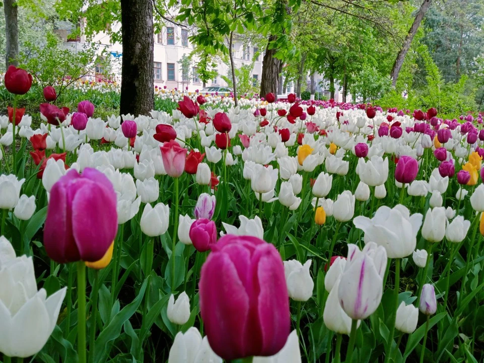 В Белгороде в этом году площадь цветников составит 54 000 квадратных метров.