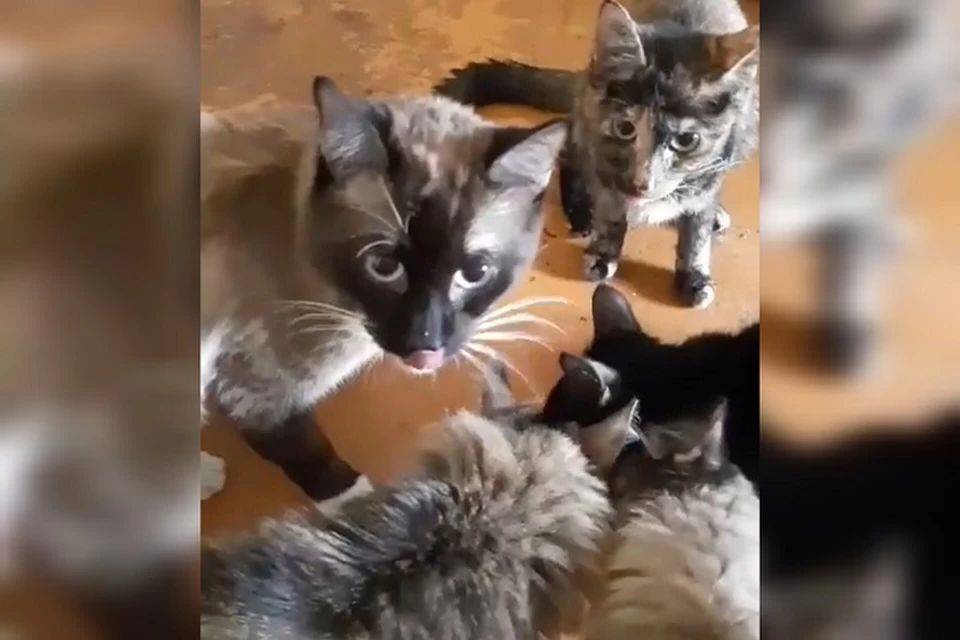 В квартире находилось не меньше 12 голодных кошек. Фото: скриншот видео