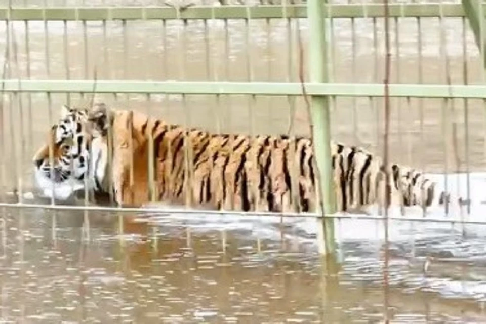 В водном плену оказались и большие кошки ФОТО: соцсети парка львов "Земля Прайда"