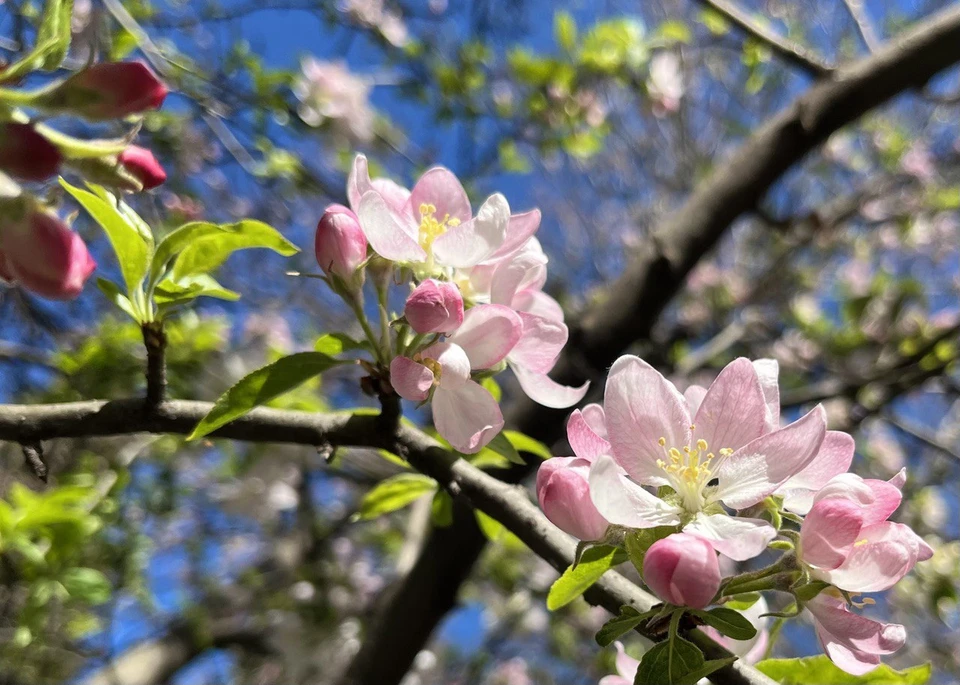 В Севастополе яблони цветут.