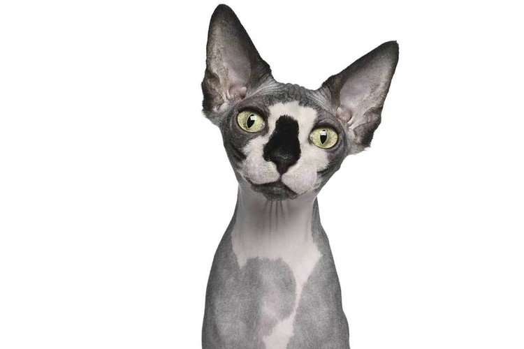 Лысая лиловая кошка, «заниженная» овчарка и французский бульдог: Какими болезнями страдают модные породы собак и кошек