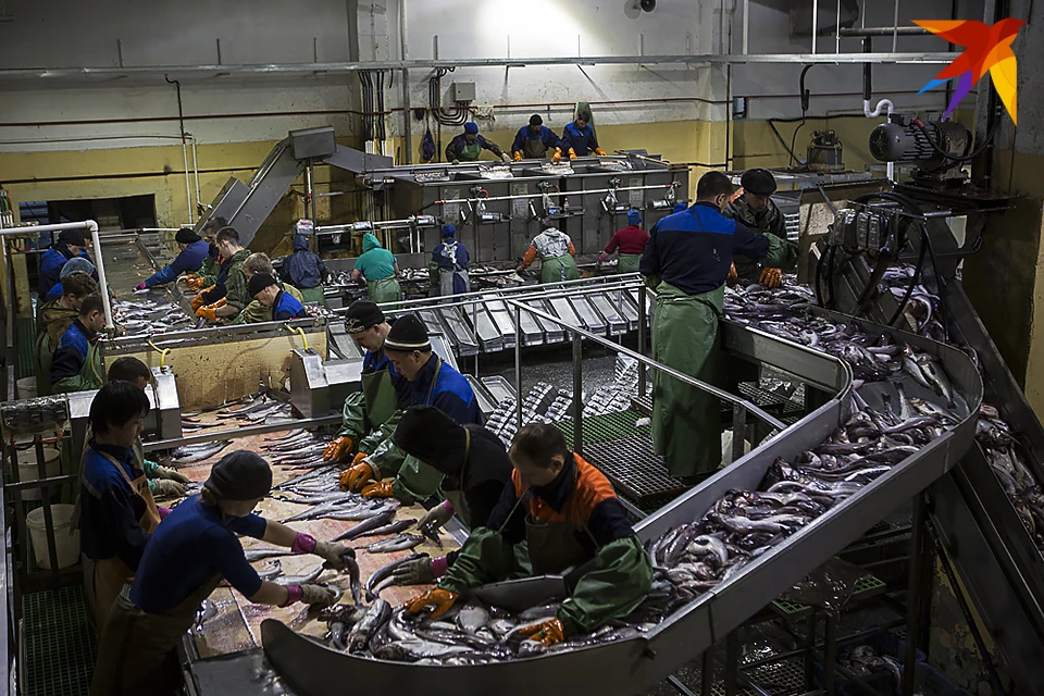 В Китай, Южную Корею и Уругвай уехали более 1250 тонн краба, креветки и кальмара.