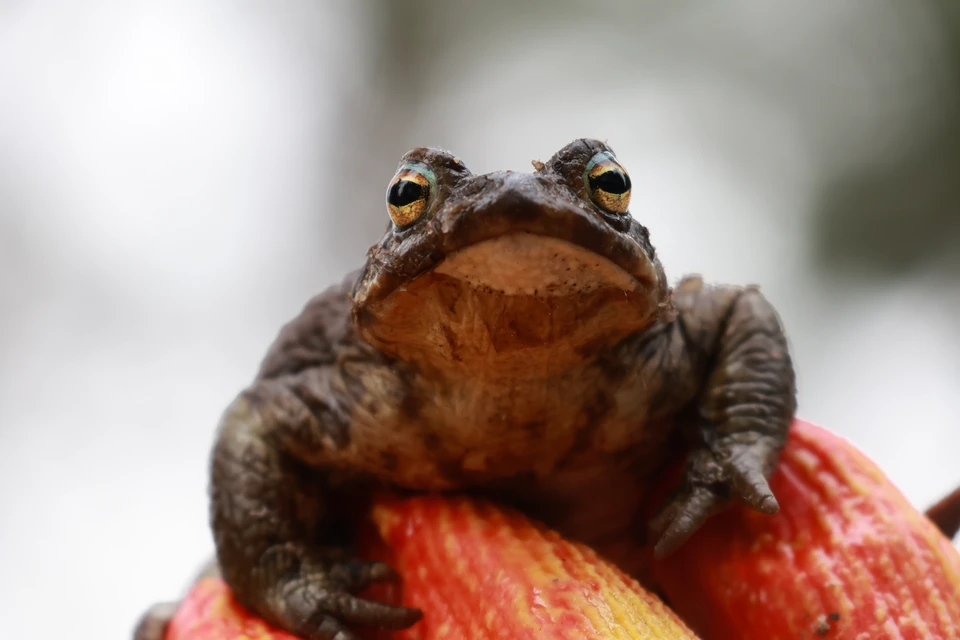 Сезон миграции у жаб начинается каждую весну. В этом году они будут перемещаться к воде до середины мая.