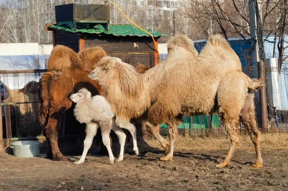 В Семье верблюдов из Барнаульского зоопарка долгожданное пополнение