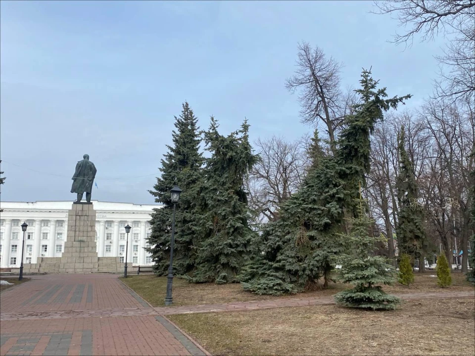 Ульяновские озеленители рассказали о судьбе кривой ели на Соборной площади | ФОТО: “Городской центр по благоустройству и озеленению г. Ульяновска”