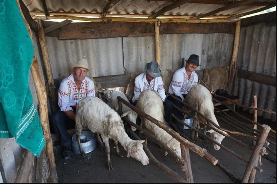В Гагаузии раньше проходили массовые соревнования по дойке овец. Сейчас это скорее показательные выступления в рамках аграрного туризма.