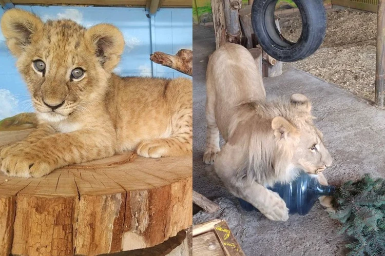 Обрастает щетиной и пробует рычать: в Самарском зоопарке отметили первый день рождения львенка Алтая