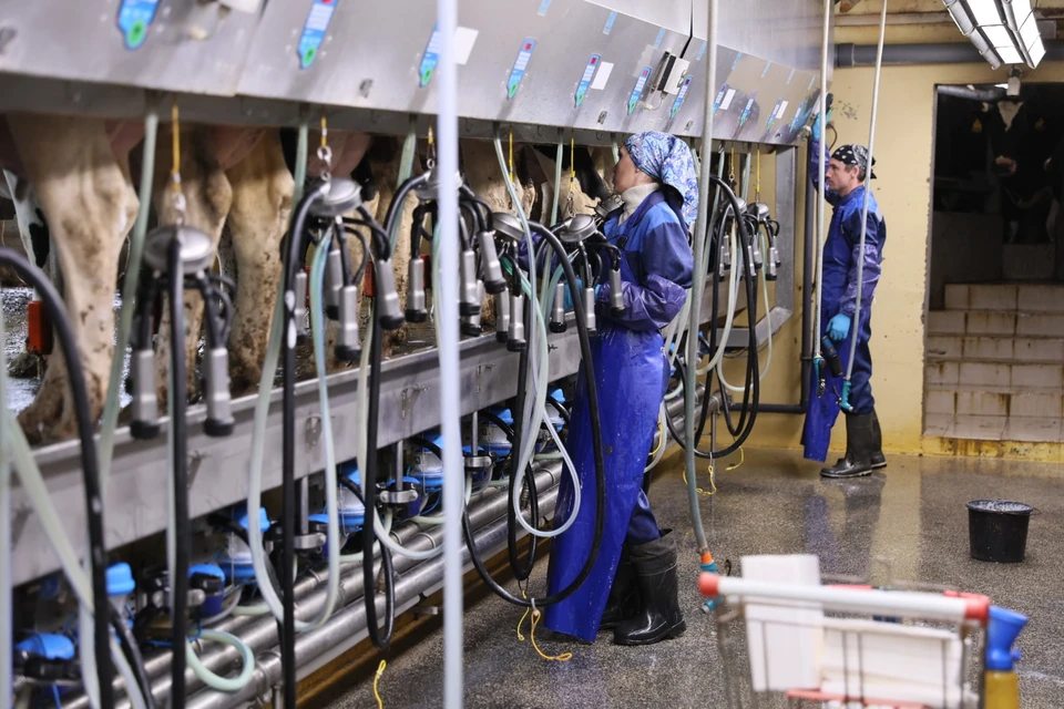 Весь процесс управления стадом автоматизирован. Фото: пресс-службы администрации Краснодарского края.