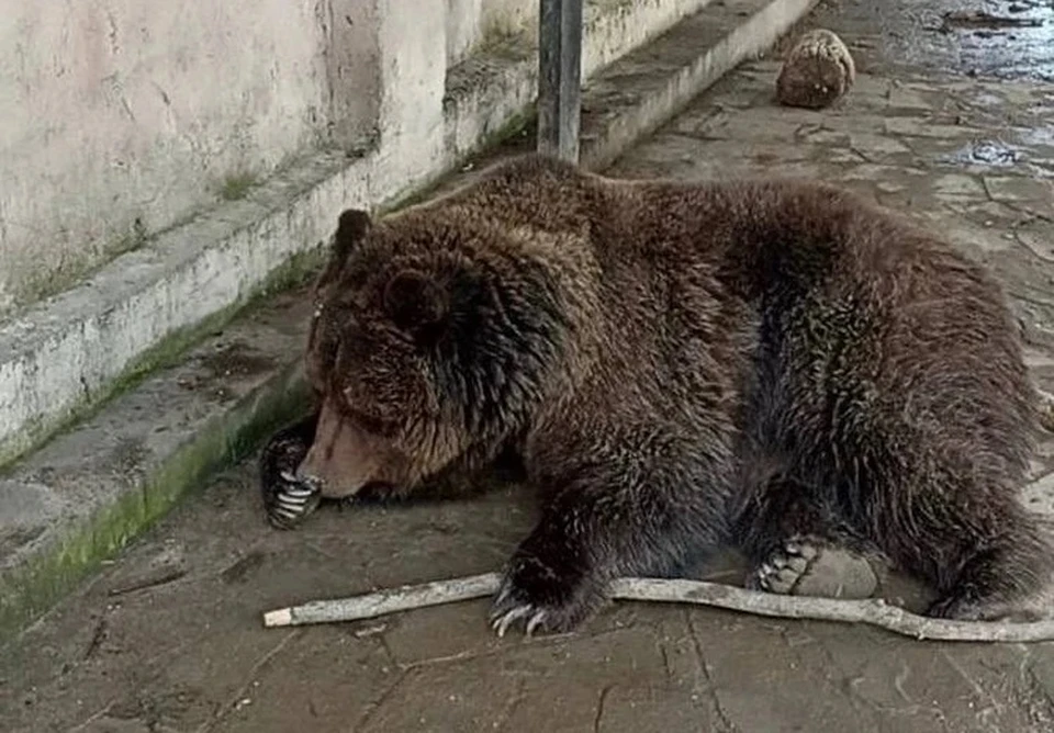 Фото: пресс-служба ГУ МЧС по РК