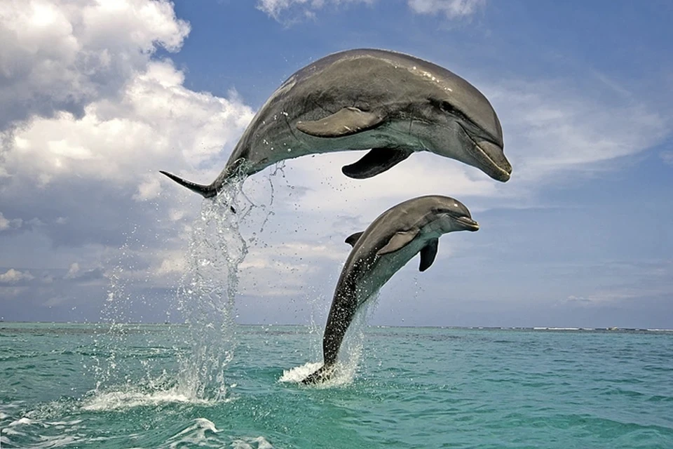 Прокуратура начала проверку массовой гибели дельфинов в Анапе