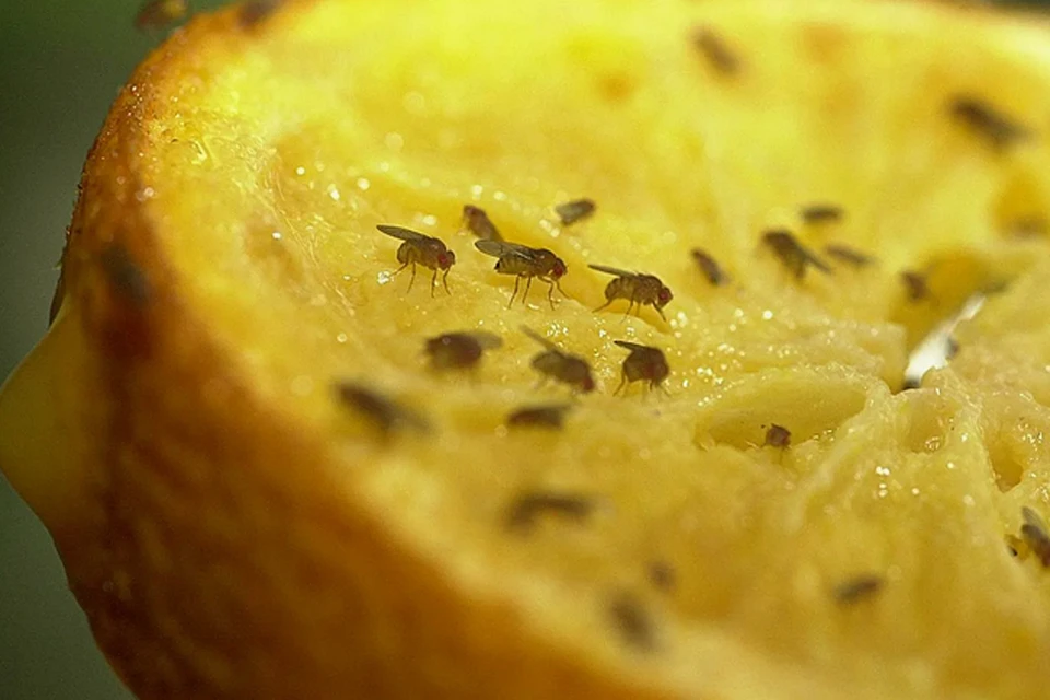 Плодовые мушки крайне надоедливы. А мухобойкой их не «достать» - маленькие очень