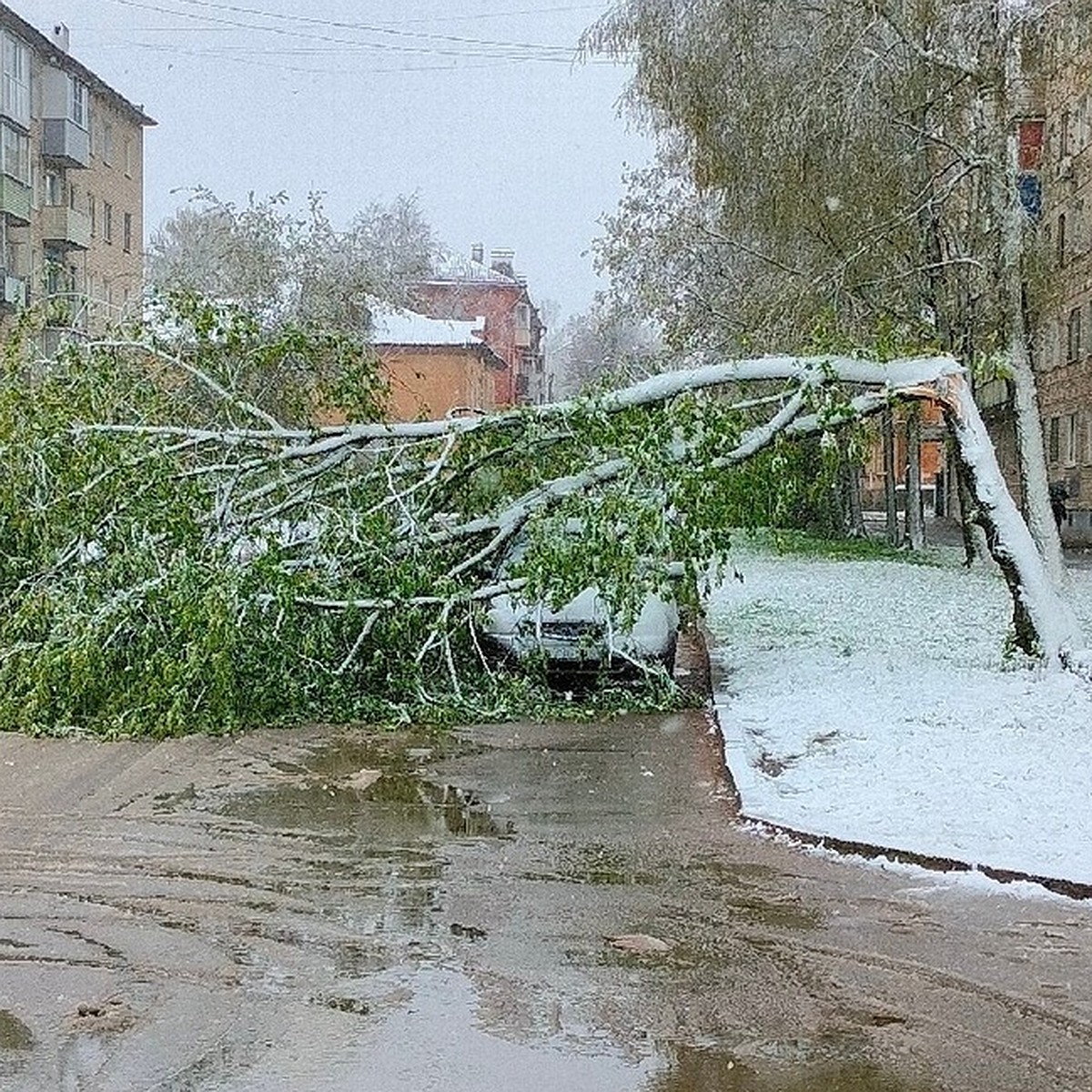 В Великих Луках из-за непогоды дерево упало на автомобиль - KP.RU