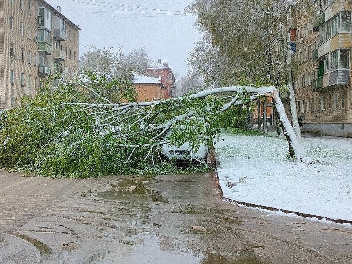 В Великих Луках из-за непогоды дерево упало на автомобиль - KP.RU