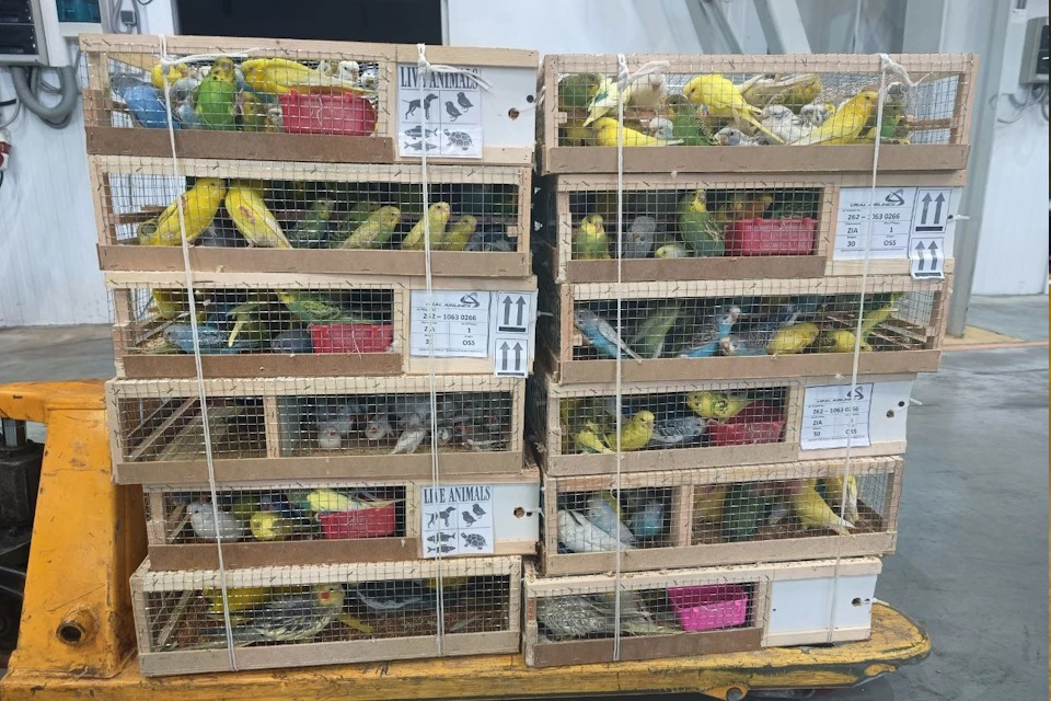 Таможенники «Жуковского» обнаружили 19 редких попугаев при проверке авиагруза Фото: пресс-служба ФТС