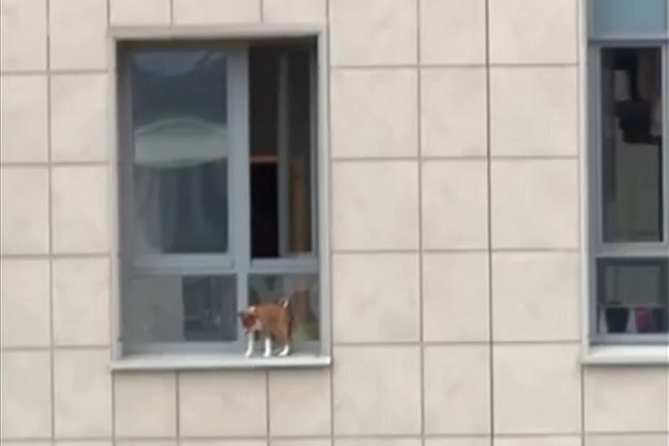 В Петербурге спасли выпавшую из окна собаку. Фото: t.me/riversidespb