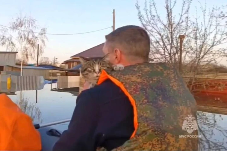 «Старичок!»: Югорские спасатели спасли кота Кузю из затопленного дома в Кургане