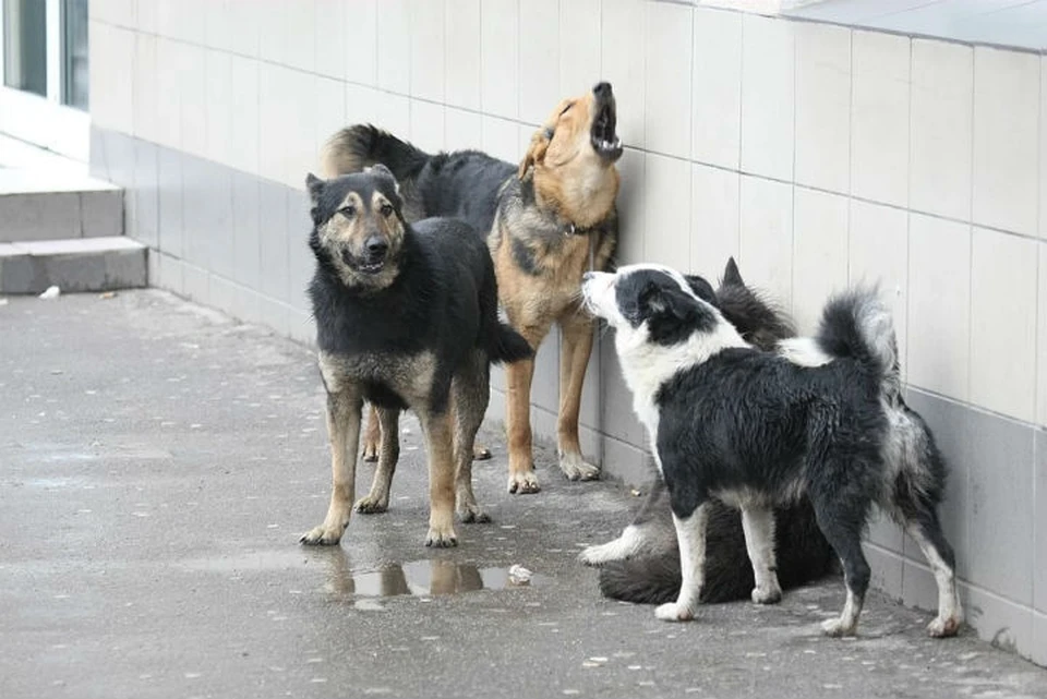 В Забайкалье начнут усыплять больных и опасных бродячих собак