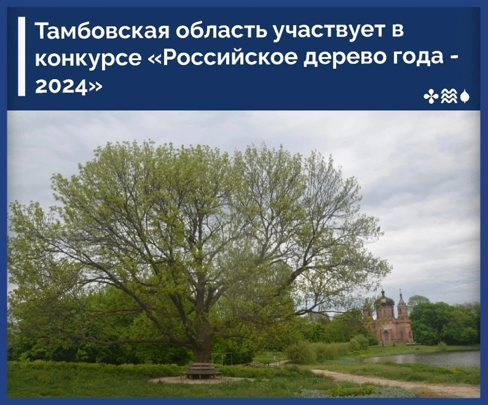 Тамбовчане также могут проголосовать за дерево года