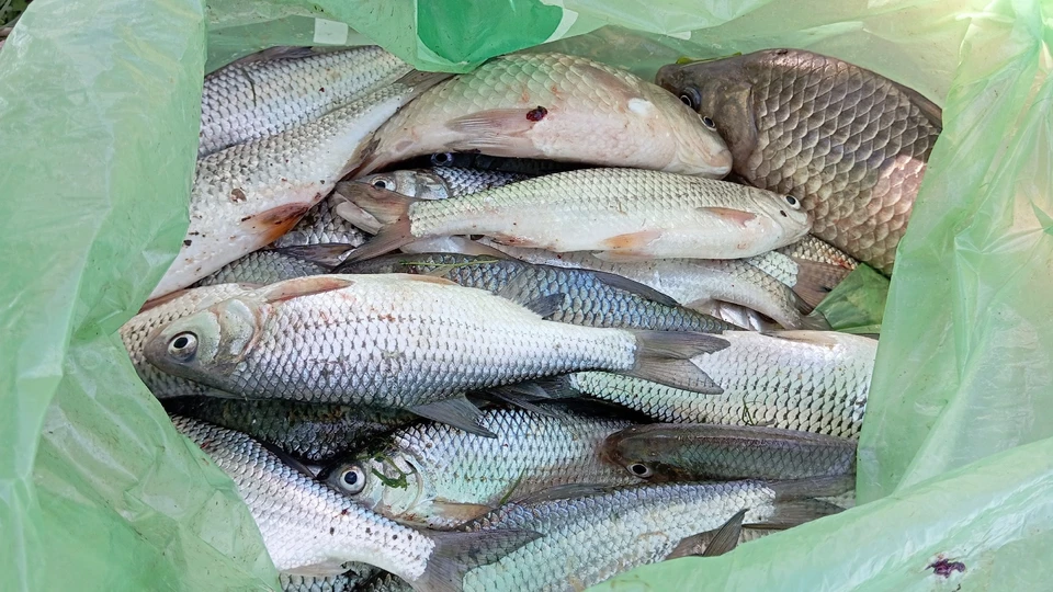 В Астраханской области пристально следят за исполнением правил рыболовства
