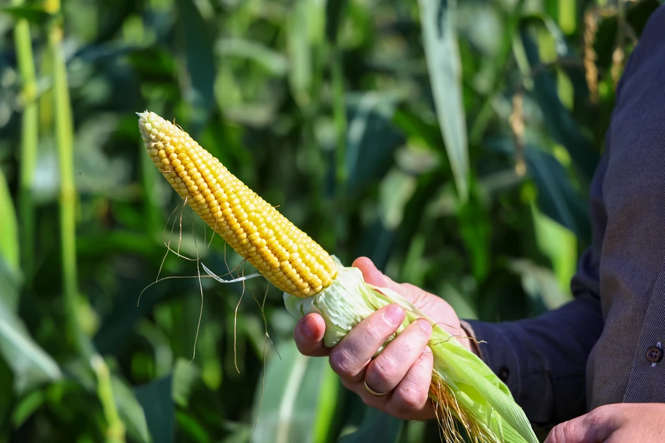 Кубань производит семена кукурузы по объему в три раза больше необходимого Фото: Мария ЛЕНЦ