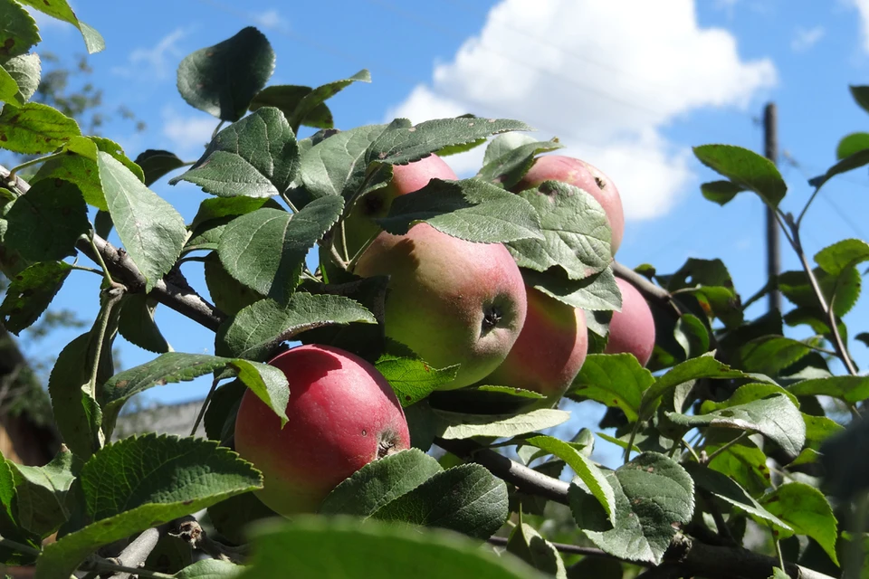 Тюменская дачница Осадчих назвала основные моменты по уходу за яблоней в мае