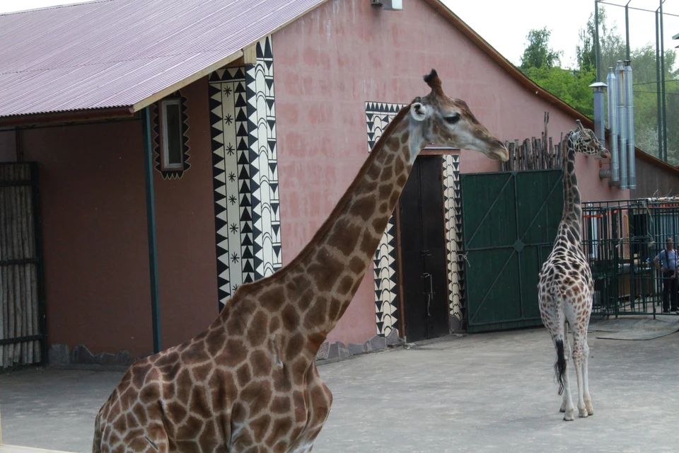 Нижегородский зоопарк «Лимпопо» увеличивает время работы до захода солнца.