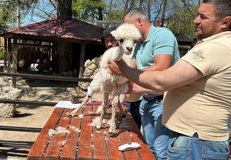 «Прически» виде жилетки и ирокеза: в крымском зоопарке началась сезонная стрижка животных