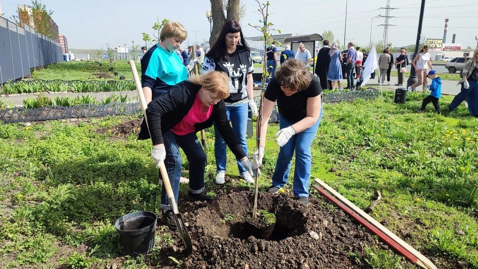 После высадки аллеи деревья полили.