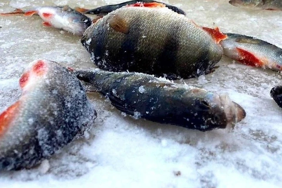 В Тюменской области с начала 2024 года вырастили более 1200 тонн рыбы