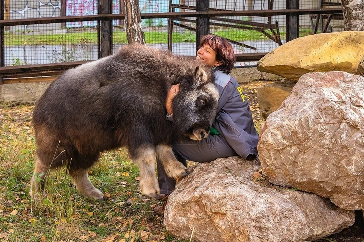 Именинница весит 200 кило: спасенной на севере Красноярского края овцебыку Алане исполнился год