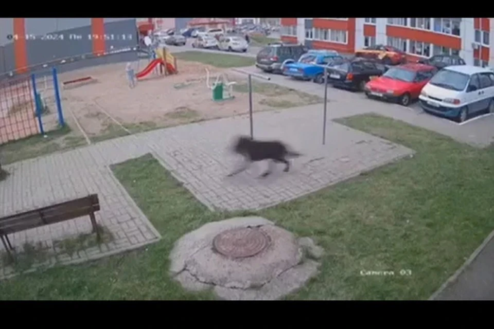 В Витебске застрелили волка, который бродил по улицам. Фото: стоп-кадр | видео соцсети