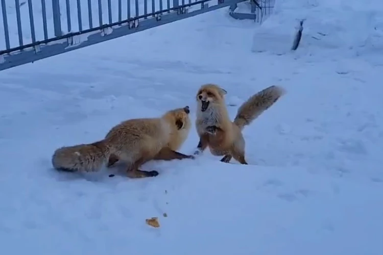 На Ямале лисицы устроили нешуточную схватку за право отобедать печеньем