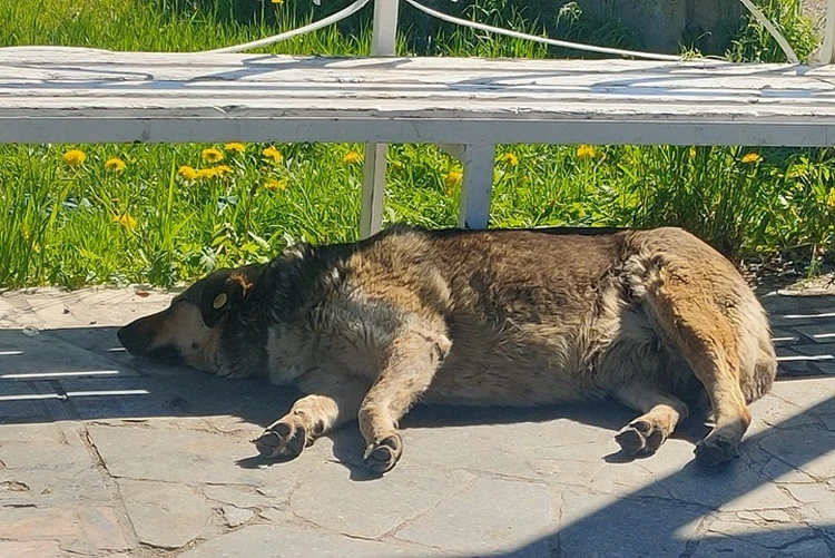 «Мяско сами кушаем, врать не буду»: в Хабаровском крае отлавливают и разделывают чипированых и бездомных собак