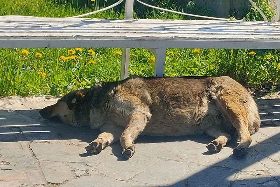 В сарае в Дрофе нашли части убитых собак