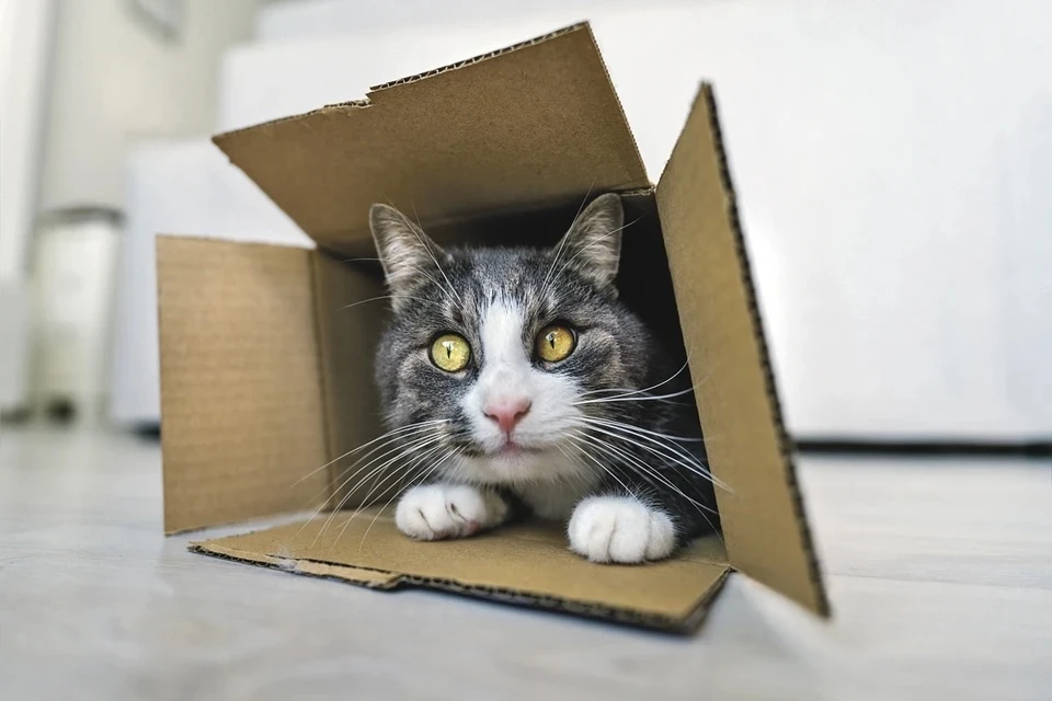 Кошка залезла в картонную коробку и уехала за тысячу километров от дома вместо обуви
