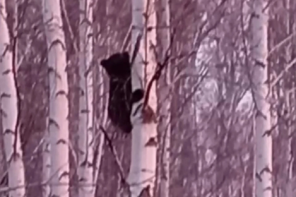 Под Новосибирском спасли медвежонка, застрявшего на дереве. Фото: министерство природных ресурсов