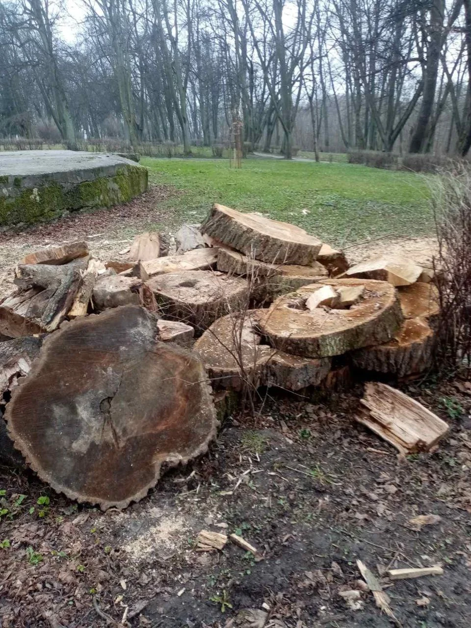 Калининградцам предложили забрать дрова из городских парков - KP.RU