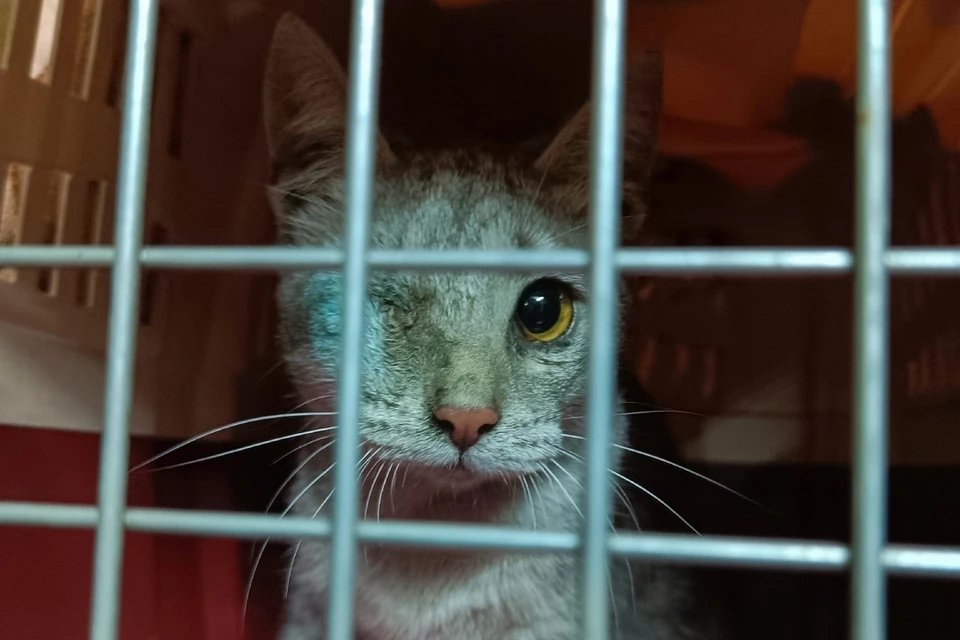 Спасательная операция по вызволению кошки из вентиляции длилась два дня. Фото: «Кошкиспас»