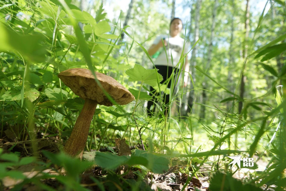 В Свердловской области появились майские грибы