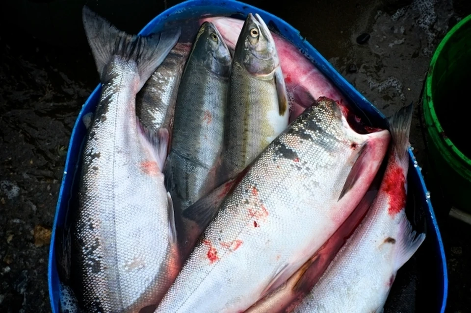 Шестерых жителей Хабаровского края осудят за ловлю лосося