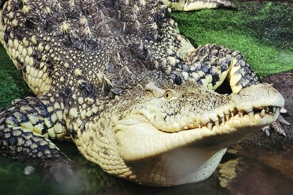 Крокодил Нил умер из петербургского океанариума умер от опухоли в животе. Фото: vk.com/aquarium_spb