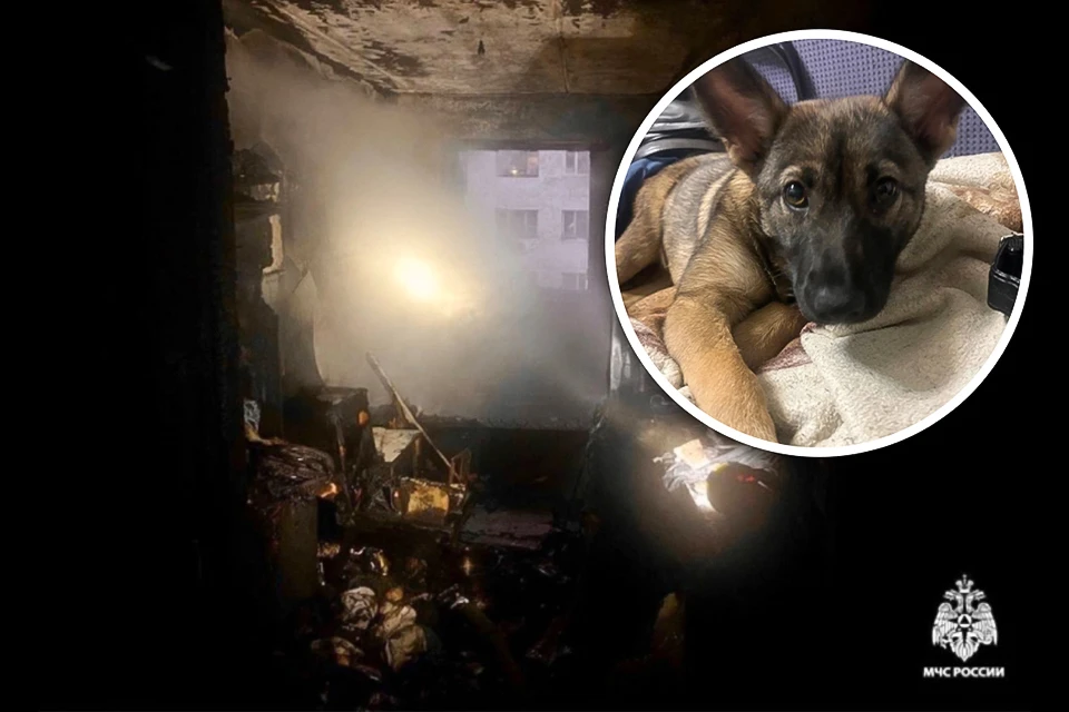 В Мурманске ищут дом для щенка Евы, которую спасли из горящей квартиры на Подстаницкого, 10. Фото: ГУ МЧС по Мурманской области