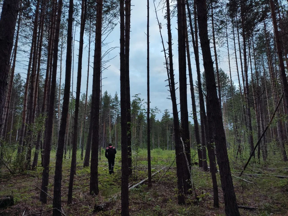 Сотни добровольцев прочесывали лес днём и ночью